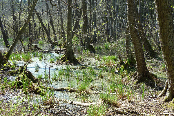 Wanderung zum Moorsteg